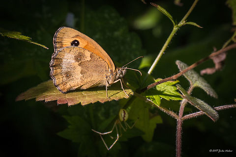 Gatekeeper - Pyronia tithonus Hedge brown captured in a tiny sunlit spot in a dense bush area. Animal,Animalia,Arthropoda,Bjala reka meanders protected area,Brush-footed butterfly,Bulgaria,Europe,Gatekeeper,Geotagged,Hedge brown,Insect,Insecta,Lepidoptera,Maniola tithonus,Nature,Nymphalidae,Pyronia tithonus,Rhodope mountains,Summer,Wildlife