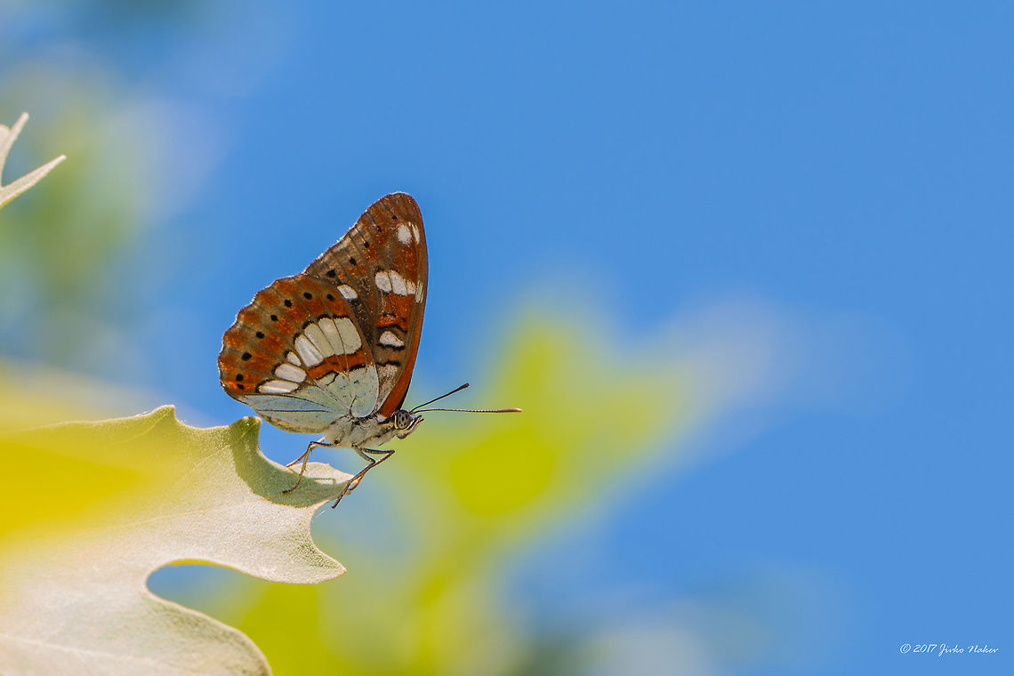 Southern White Admiral - Limenitis reducta  Animal,Animalia,Arthropoda,Bjala reka meanders protected area,Brush-footed butterfly,Bulgaria,Europe,Geotagged,Insect,Insecta,Lepidoptera,Limenitis reducta,Nature,Nymphalidae,Rhodope mountains,Southern White Admiral,Summer,Wildlife