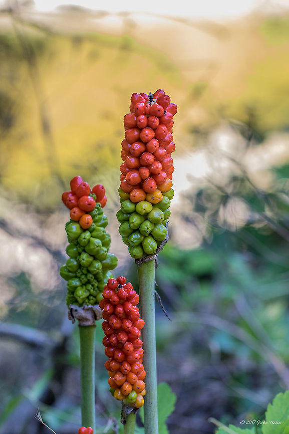Arum lily - Arum maculatum <figure class="photo"><a href="https://www.jungledragon.com/image/149432/arum_lily_-_arum_maculatum.html" title="Arum lily - Arum maculatum"><img src="https://s3.amazonaws.com/media.jungledragon.com/images/1332/149432_thumb.jpg?AWSAccessKeyId=05GMT0V3GWVNE7GGM1R2&Expires=1769040010&Signature=5YMpWD%2BcRXMpt02WNC7%2F%2BUzww8Q%3D" width="116" height="152" alt="Arum lily - Arum maculatum I photographed the flowering plant 6 years after I photographed its fruit! <br />
https://www.jungledragon.com/image/149433/arum_lily_-_arum_maculatum.html<br />
https://www.jungledragon.com/image/52596/arum_lily_-_arum_maculatum.html Alismatales,Araceae,Arum maculatum,Bulgaria,Cuckoo-Pint,Europe,Flowering Plant,Geotagged,Magnoliophyta,Monocot,Plantae,Snakeshead,South-eastern Bulgaria,Spring,Stargach mountain,Wild arum,Wildlife" /></a></figure><br />
<figure class="photo"><a href="https://www.jungledragon.com/image/149433/arum_lily_-_arum_maculatum.html" title="Arum lily - Arum maculatum"><img src="https://s3.amazonaws.com/media.jungledragon.com/images/1332/149433_thumb.jpg?AWSAccessKeyId=05GMT0V3GWVNE7GGM1R2&Expires=1769040010&Signature=XZxHdnOZK3o2bx0FqyLkiYzpjOM%3D" width="200" height="150" alt="Arum lily - Arum maculatum I photographed the flowering plant 6 years after I photographed its fruit! <br />
Arum maculatum section showing male-female flowersл<br />
https://www.jungledragon.com/image/149432/arum_lily_-_arum_maculatum.html<br />
https://www.jungledragon.com/image/52596/arum_lily_-_arum_maculatum.html Alismatales,Araceae,Arum maculatum,Bulgaria,Cuckoo-Pint,Europe,Flowering Plant,Geotagged,Magnoliophyta,Monocot,Plantae,Snakeshead,South-eastern Bulgaria,Spring,Stargach mountain,Wild arum,Wildlife" /></a></figure> Alismatales,Araceae,Arum maculatum,Bjala reka meanders protected area,Bulgaria,Europe,Flowering Plant,Geotagged,Lords-and-ladies,Magnoliophyta,Monocot,Nature,Plantae,Rhodope mountains,Snakeshead,Summer,Wild arum,Wildlife,flower