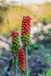 Arum lily - Arum maculatum https://www.jungledragon.com/image/149432/arum_lily_-_arum_maculatum.html<br />
https://www.jungledragon.com/image/149433/arum_lily_-_arum_maculatum.html Alismatales,Araceae,Arum maculatum,Bjala reka meanders protected area,Bulgaria,Europe,Flowering Plant,Geotagged,Lords-and-ladies,Magnoliophyta,Monocot,Nature,Plantae,Rhodope mountains,Snakeshead,Summer,Wild arum,Wildlife,flower