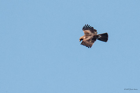 Booted eagle - Hieraaetus pennatus Captured from huge distance high in the sky Accipitridae,Accipitriformes,Animal,Animalia,Aquila pennata,Aves,Bird,Bird of prey,Bjala reka meanders protected area,Booted eagle,Bulgaria,Chordata,Europe,Geotagged,Hieraaetus pennatus,Nature,Rhodope mountains,Summer,Wildlife