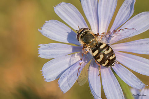 Hoverfly - Scaeva selenitica  Animal,Animalia,Arthropoda,Bjala reka meanders protected area,Bulgaria,Diptera,Europe,Geotagged,Insect,Insecta,Nature,Rhodope mountains,Scaeva selenitica,Summer,Syrphid fly,Syrphidae,Wildlife