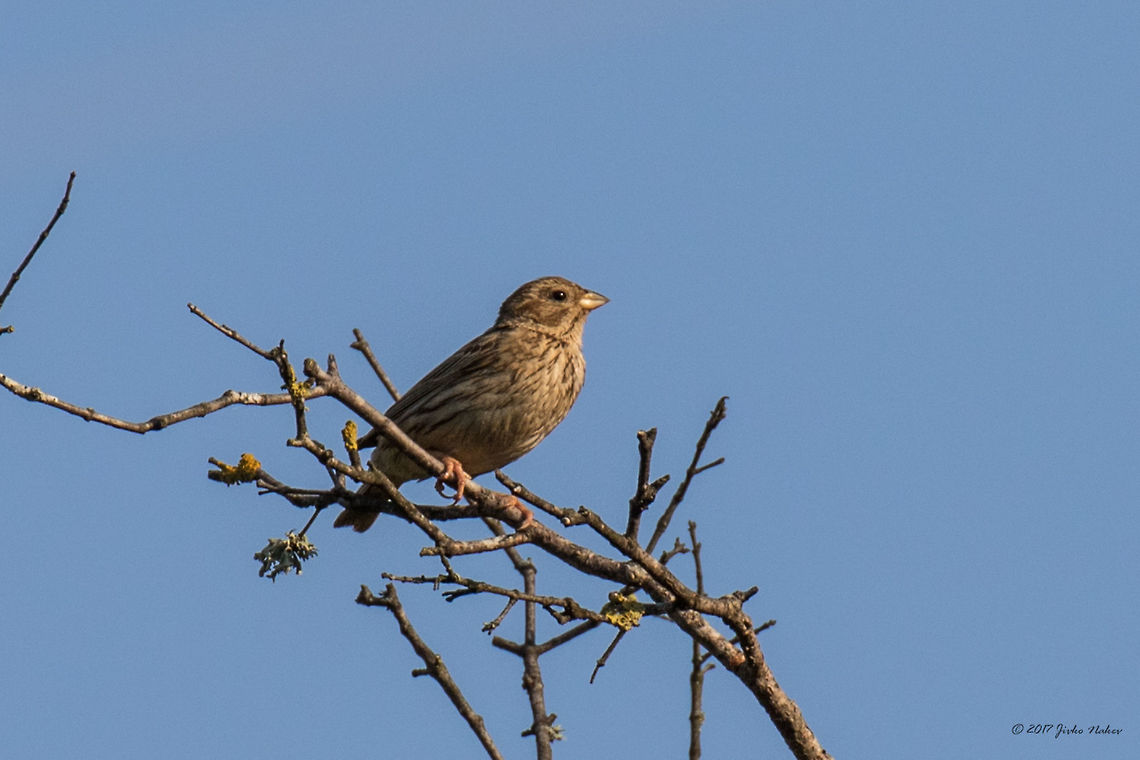 Corn bunting - Emberiza calandra  Animal,Animalia,Aves,Bird,Bjala reka meanders protected area,Bulgaria,Bunting,Chordata,Corn Bunting,Corn bunting,Emberiza calandra,Emberizidae,Europe,Geotagged,Nature,Passeriformes,Passerine,Rhodope mountains,Summer,Wildlife