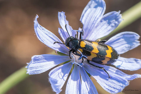 Mylabris variabilis  Animal,Animalia,Arthropoda,Bjala reka meanders protected area,Blister beetles,Bulgaria,Coleoptera,Europe,Geotagged,Insect,Insecta,Meloe cichorii,Meloidae,Mylabris variabilis,Nature,Rhodope mountains,Summer,Wildlife