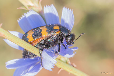 Mylabris variabilis  Animal,Animalia,Arthropoda,Bjala reka meanders protected area,Blister beetles,Bulgaria,Coleoptera,Europe,Geotagged,Insect,Insecta,Meloe cichorii,Meloidae,Mylabris variabilis,Nature,Rhodope mountains,Summer,Wildlife