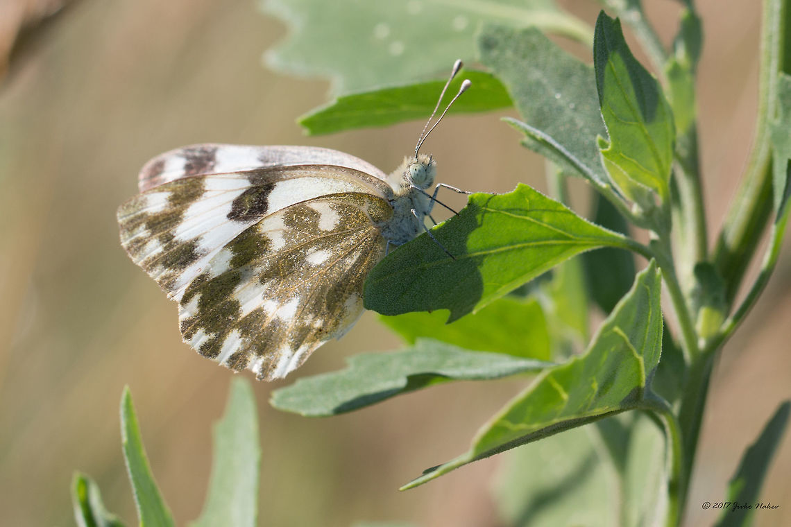 Bath white - Pontia daplidice Pieris daplidice Animal,Animalia,Arthropoda,Bath White,Bath white butterfly,Bjala reka meanders protected area,Bulgaria,Europe,Geotagged,Insect,Insecta,Lepidoptera,Nature,Pieridae,Pieris daplidice,Pontia daplidice,Rhodope mountains,Summer,Wildlife