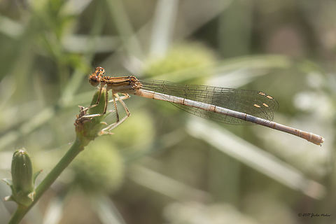 Blue featherleg young female - Platycnemis pennipes  Animal,Animalia,Arthropoda,Bjala reka meanders protected area,Blue featherleg,Bulgaria,Damselfly,Europe,Geotagged,Insect,Insecta,Nature,Odonata,Platycnemis pennipes,Rhodope mountains,Summer,White-legged Damselfly,Wildlife