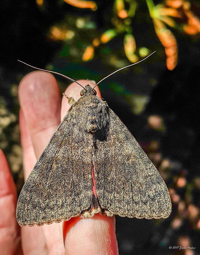 French red underwing - Catocata elocata Photo taken with my smartphone this morning in my office. Animal,Animalia,Arthropoda,Bulgaria,Catocala elocata,Erebidae,Europe,French red underwing,Geotagged,Insect,Insecta,Lepidoptera,Moth Week 2018,Nature,Sofia,Summer,Wildlife