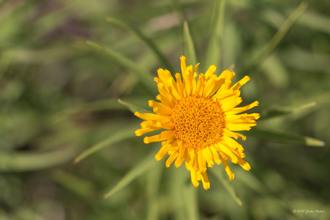 Slender-leaved elecampane - Inula ensifolia  Asteraceae,Asterales,Besaparski hills protected area,Bulgaria,Eudicot,Europe,Flowering Plant,Geotagged,Inula ensifolia,Magnoliophyta,Natura 2000,Nature,Plantae,Rhodope mountains,Slender-leaved elecampane,Summer,Wildlife,flower