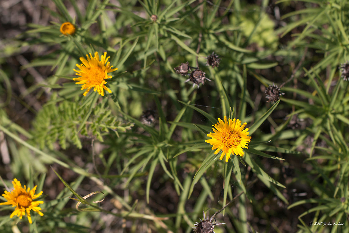 Slender-leaved elecampane - Inula ensifolia  Asteraceae,Asterales,Besaparski hills protected area,Bulgaria,Eudicot,Europe,Flowering Plant,Geotagged,Inula ensifolia,Magnoliophyta,Natura 2000,Nature,Plantae,Rhodope mountains,Slender-leaved elecampane,Summer,Wildlife,flower
