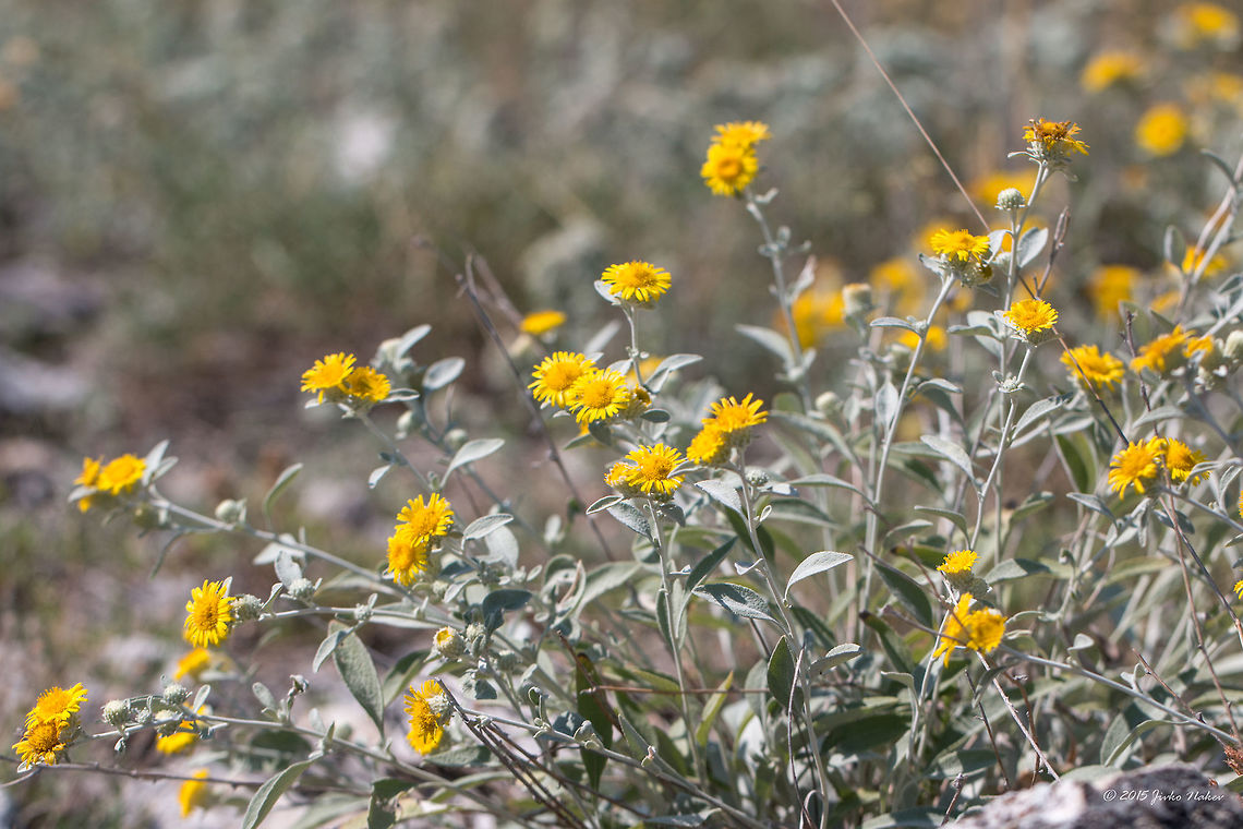 Inula aschersoniana  Asteraceae,Asterales,Besaparski hills protected area,Bulgaria,Eudicot,Europe,Flowering Plant,Geotagged,Inula aschersoniana,Magnoliophyta,Natura 2000,Nature,Plantae,Rhodope mountains,Summer,Wildlife,flower