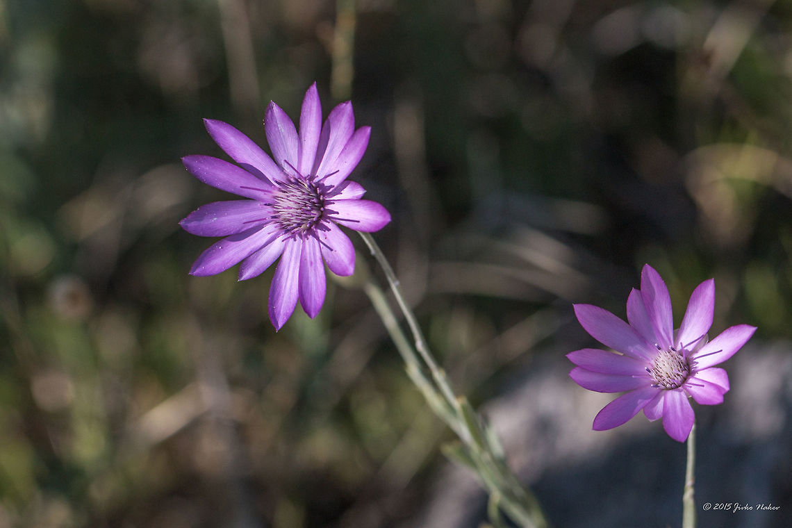 Annual everlasting or Immortelle - Xeranthemum annuum  Annual everlasting,Asteraceae,Asterales,Besaparski hills protected area,Bulgaria,Eudicot,Europe,Flowering Plant,Geotagged,Immortelle,Magnoliophyta,Natura 2000,Nature,Plantae,Rhodope mountains,Summer,Wildlife,Xeranthemum annuum,flower