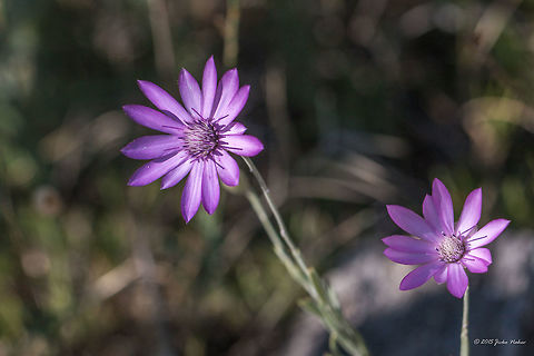 Annual everlasting or Immortelle - Xeranthemum annuum  Annual everlasting,Asteraceae,Asterales,Besaparski hills protected area,Bulgaria,Eudicot,Europe,Flowering Plant,Geotagged,Immortelle,Magnoliophyta,Natura 2000,Nature,Plantae,Rhodope mountains,Summer,Wildlife,Xeranthemum annuum,flower