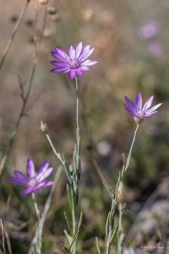 Annual everlasting or Immortelle - Xeranthemum annuum  Annual everlasting,Asteraceae,Asterales,Besaparski hills protected area,Bulgaria,Eudicot,Europe,Flowering Plant,Geotagged,Immortelle,Magnoliophyta,Natura 2000,Nature,Plantae,Rhodope mountains,Summer,Wildlife,Xeranthemum annuum,flower