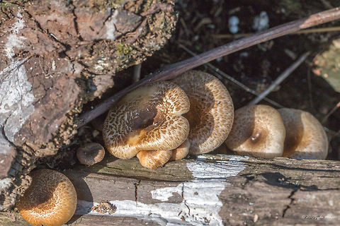 Lentinus tigrinus  Agaricomycetes,Basidiomycota,Central Macedonia,Europe,Fungi,Fungus,Geotagged,Greece,Lake Kerkini National Park,Lentinus tigrinus,Nature,Polyporaceae,Polyporales,Spring,Wildlife
