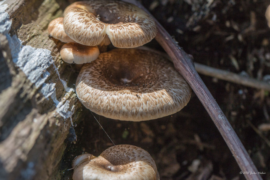 Lentinus tigrinus  Agaricomycetes,Basidiomycota,Central Macedonia,Europe,Fungi,Fungus,Geotagged,Greece,Lake Kerkini National Park,Lentinus tigrinus,Nature,Polyporaceae,Polyporales,Spring,Wildlife
