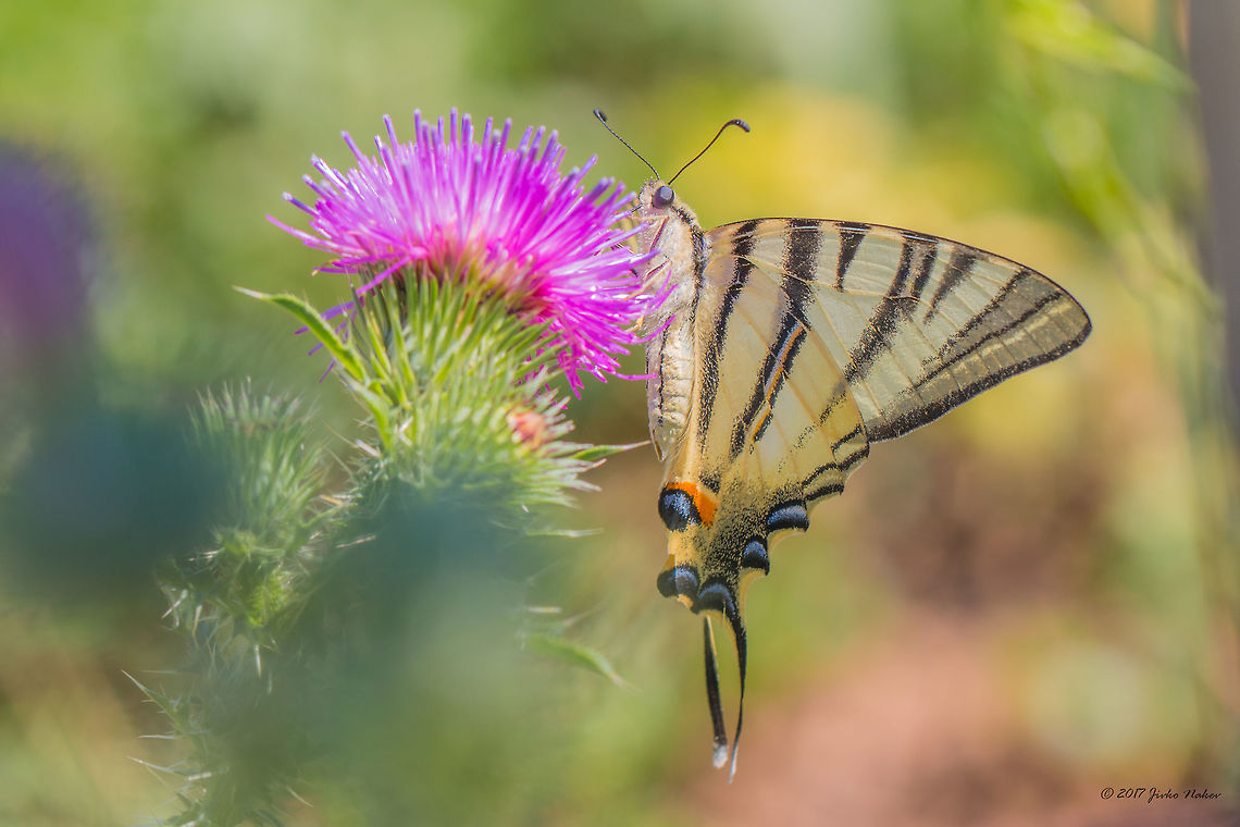 Scarce swallowtail - Iphiclides podalirius  Animal,Animalia,Arthropoda,Bjala reka meanders protected area,Bulgaria,Europe,Geotagged,Insect,Insecta,Iphiclides podalirius,Lepidoptera,Nature,Papilionidae,Rhodope mountains,Scarce Swallowtail,Scarce swallowtail,Summer,Swallowtail butterfly,Wildlife