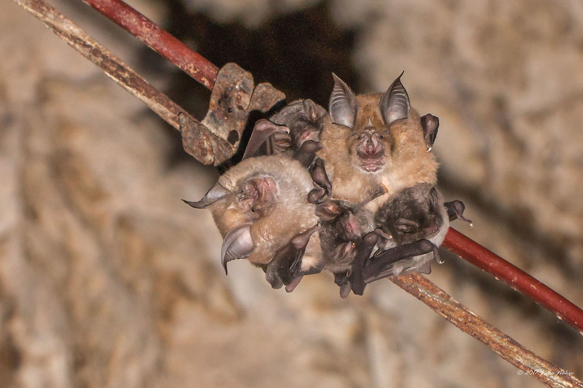 Lesser horseshoe bats in Emen's cave near Veliko Tarnovo Rhinolophus hipposideros (Bеchstein, 1800) Animal,Animalia,Bulgaria,Chiroptera,Chordata,Emen Protected Area,Emen canyon,Europe,Geotagged,Lesser horseshoe bat,Mammalia,Natura 2000,Nature,Negovanka river,Rhinolophidae,Rhinolophus hipposideros,Summer,Veliko Tarnovo,Wildlife,mammals