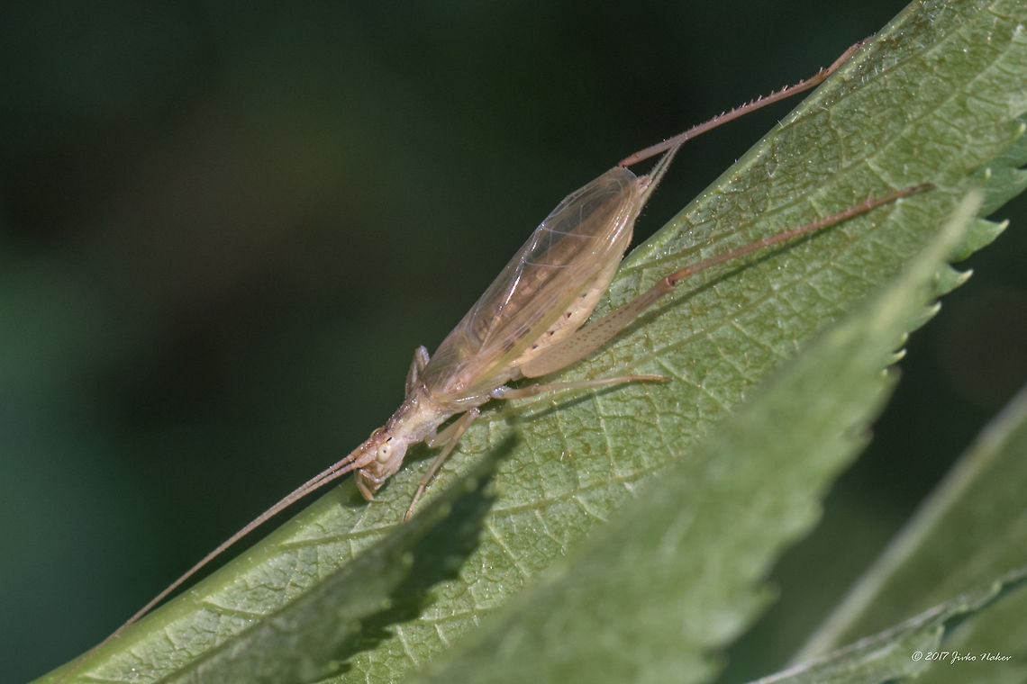 Italian tree cricket - Oecanthus pellucens This cricket has a distinctive song. It sings only during the night:<br />
<section class="video"><iframe width="448" height="282" src="https://www.youtube-nocookie.com/embed/SVh-PUwKqJg?hd=1&autoplay=0&rel=0" frameborder="0" allowfullscreen></iframe></section> Animal,Animalia,Arthropoda,Bulgaria,Geotagged,Gryllidae,Grylloidea,Insect,Insecta,Italian tree cricket,Nature,Oecanthus pellucens,Orthoptera,Summer,Wildlife