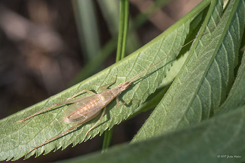 Italian tree cricket - Oecanthus pellucens  Animal,Animalia,Arthropoda,Bulgaria,Emen Protected Area,Emen canyon,Europe,Geotagged,Gryllidae,Grylloidea,Insect,Insecta,Italian tree cricket,Natura 2000,Nature,Negovanka river,Oecanthus pellucens,Orthoptera,Summer,Veliko Tarnovo