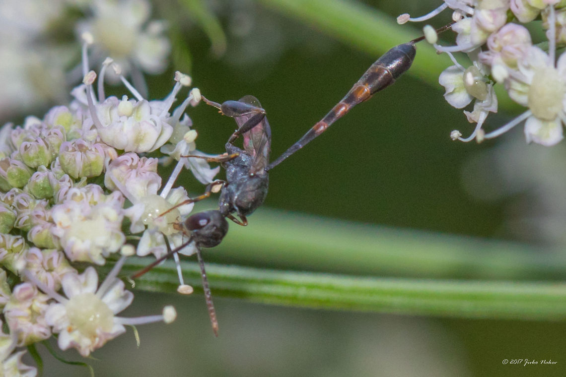 A tiny, very slender wasp - Gasteruption assectator This small sized wasp was very busy around and didn't give me a chance for better shots! Animal,Animalia,Arthropoda,Bulgaria,Emen Protected Area,Emen canyon,Europe,Gasteruptiidae,Gasteruption assectator,Geotagged,Hymenoptera,Insect,Insecta,Natura 2000,Nature,Negovanka river,Summer,Veliko Tarnovo,Wildlife