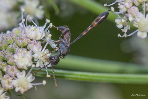 A tiny, very slender wasp - Gasteruption assectator This small sized wasp was very busy around and didn't give me a chance for better shots! Animal,Animalia,Arthropoda,Bulgaria,Emen Protected Area,Emen canyon,Europe,Gasteruptiidae,Gasteruption assectator,Geotagged,Hymenoptera,Insect,Insecta,Natura 2000,Nature,Negovanka river,Summer,Veliko Tarnovo,Wildlife