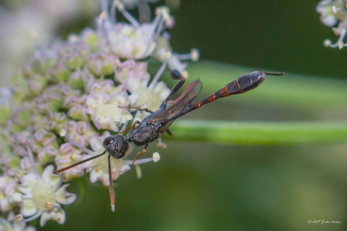 A tiny, very slender wasp - Gasteruption assectator  Animal,Animalia,Arthropoda,Bulgaria,Emen Protected Area,Emen canyon,Europe,Gasteruptiidae,Gasteruption assectator,Geotagged,Hymenoptera,Insect,Insecta,Natura 2000,Nature,Negovanka river,Summer,Veliko Tarnovo,Wildlife