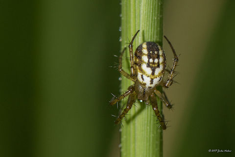 Mangora acalypha  Animal,Animalia,Arachnida,Araneae,Araneidae,Arthropoda,Bulgaria,Emen Protected Area,Emen canyon,Europe,Geotagged,Mangora acalypha,Natura 2000,Nature,Negovanka river,Orb-weaver,Summer,Veliko Tarnovo,Wildlife