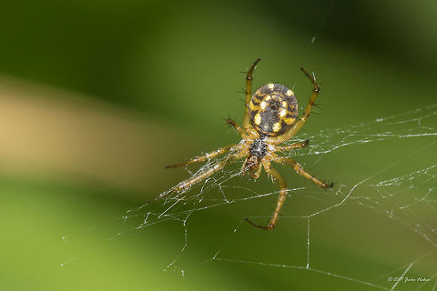 Mangora acalypha  Animal,Animalia,Arachnida,Araneae,Araneidae,Arthropoda,Bulgaria,Emen Protected Area,Emen canyon,Europe,Geotagged,Mangora acalypha,Natura 2000,Nature,Negovanka river,Orb-weaver,Summer,Veliko Tarnovo,Wildlife