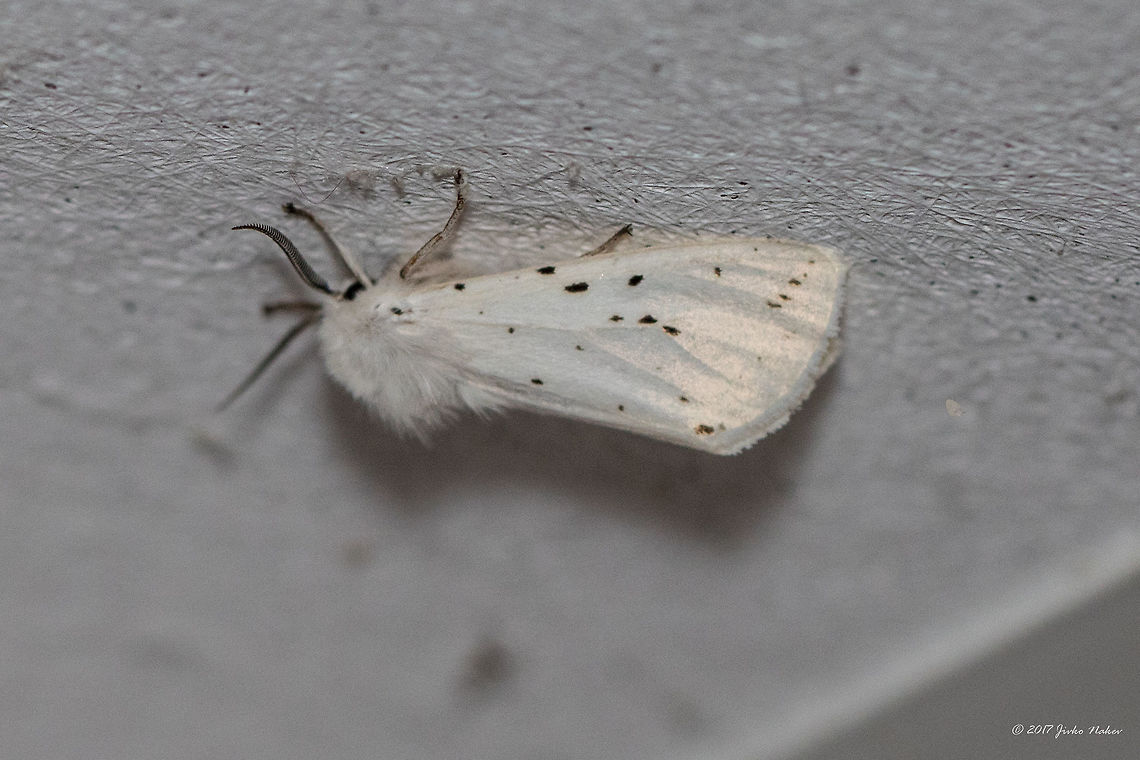 Fall webworm - Hyphantria cunea  Animal,Animalia,Arctiidae,Arthropoda,Bulgaria,Emen Protected Area,Emen canyon,Europe,Fall webworm,Geotagged,Hyphantria cunea,Insect,Insecta,Lepidoptera,Natura 2000,Nature,Negovanka river,Summer,Veliko Tarnovo,Wildlife