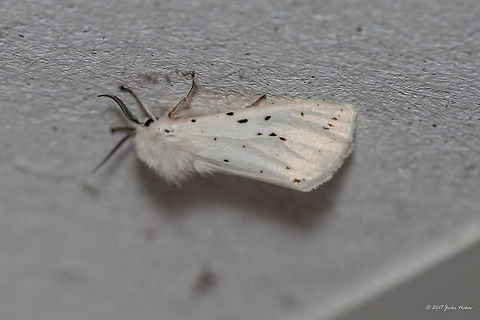 Fall webworm - Hyphantria cunea  Animal,Animalia,Arctiidae,Arthropoda,Bulgaria,Emen Protected Area,Emen canyon,Europe,Fall webworm,Geotagged,Hyphantria cunea,Insect,Insecta,Lepidoptera,Natura 2000,Nature,Negovanka river,Summer,Veliko Tarnovo,Wildlife