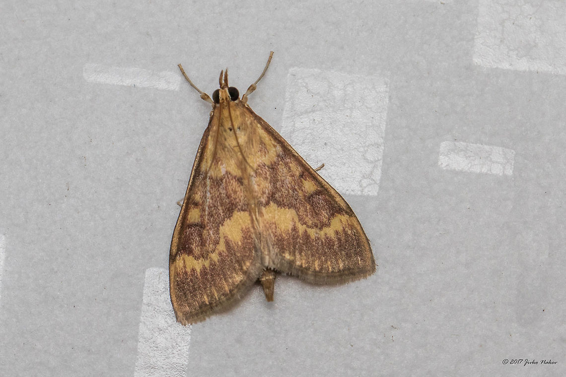 European corn borer - Ostrinia nubilalis Attracted by the local night light.  Animal,Animalia,Arthropoda,Bulgaria,Crambidae,Emen Protected Area,Emen canyon,Europe,European corn borer,Geotagged,Insect,Insecta,Lepidoptera,Natura 2000,Nature,Negovanka river,Ostrinia nubilalis,Summer,Veliko Tarnovo,Wildlife
