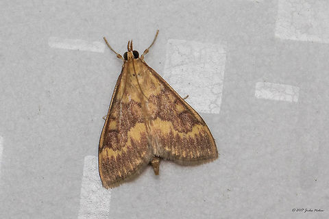 European corn borer - Ostrinia nubilalis Attracted by the local night light.  Animal,Animalia,Arthropoda,Bulgaria,Crambidae,Emen Protected Area,Emen canyon,Europe,European corn borer,Geotagged,Insect,Insecta,Lepidoptera,Natura 2000,Nature,Negovanka river,Ostrinia nubilalis,Summer,Veliko Tarnovo,Wildlife