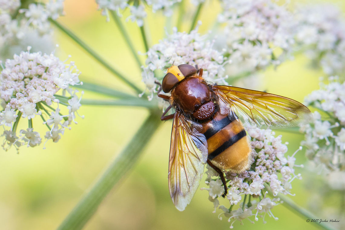 Hornet mimic hoverfly - Volucella zonaria  Animal,Animalia,Arthropoda,Bulgaria,Diptera,Emen Protected Area,Emen canyon,Europe,Geotagged,Hornet mimic hoverfly,Insect,Insecta,Natura 2000,Nature,Negovanka river,Summer,Syrphid fly,Syrphidae,Veliko Tarnovo,Volucella zonaria
