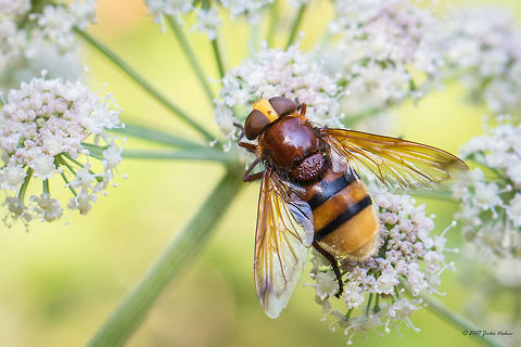 Hornet mimic hoverfly - Volucella zonaria  Animal,Animalia,Arthropoda,Bulgaria,Diptera,Emen Protected Area,Emen canyon,Europe,Geotagged,Hornet mimic hoverfly,Insect,Insecta,Natura 2000,Nature,Negovanka river,Summer,Syrphid fly,Syrphidae,Veliko Tarnovo,Volucella zonaria