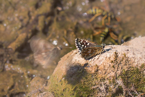 Grizzled skipper - Pyrgus malvae  Animal,Animalia,Arthropoda,Bulgaria,Geotagged,Grizzled skipper,Hesperiidae,Insect,Insecta,Lepidoptera,Nature,Pyrgus malvae,Skipper butterfly,Summer,Wildlife