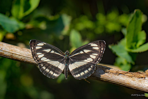 Pallas' sailer - Neptis sappho  Animal,Animalia,Arthropoda,Brush-footed butterfly,Bulgaria,Common glider,Emen Protected Area,Emen canyon,Europe,Insect,Insecta,Lepidoptera,Natura 2000,Nature,Negovanka river,Neptis sappho,Nymphalidae,Pallas Sailer,Pallas' sailer,Summer