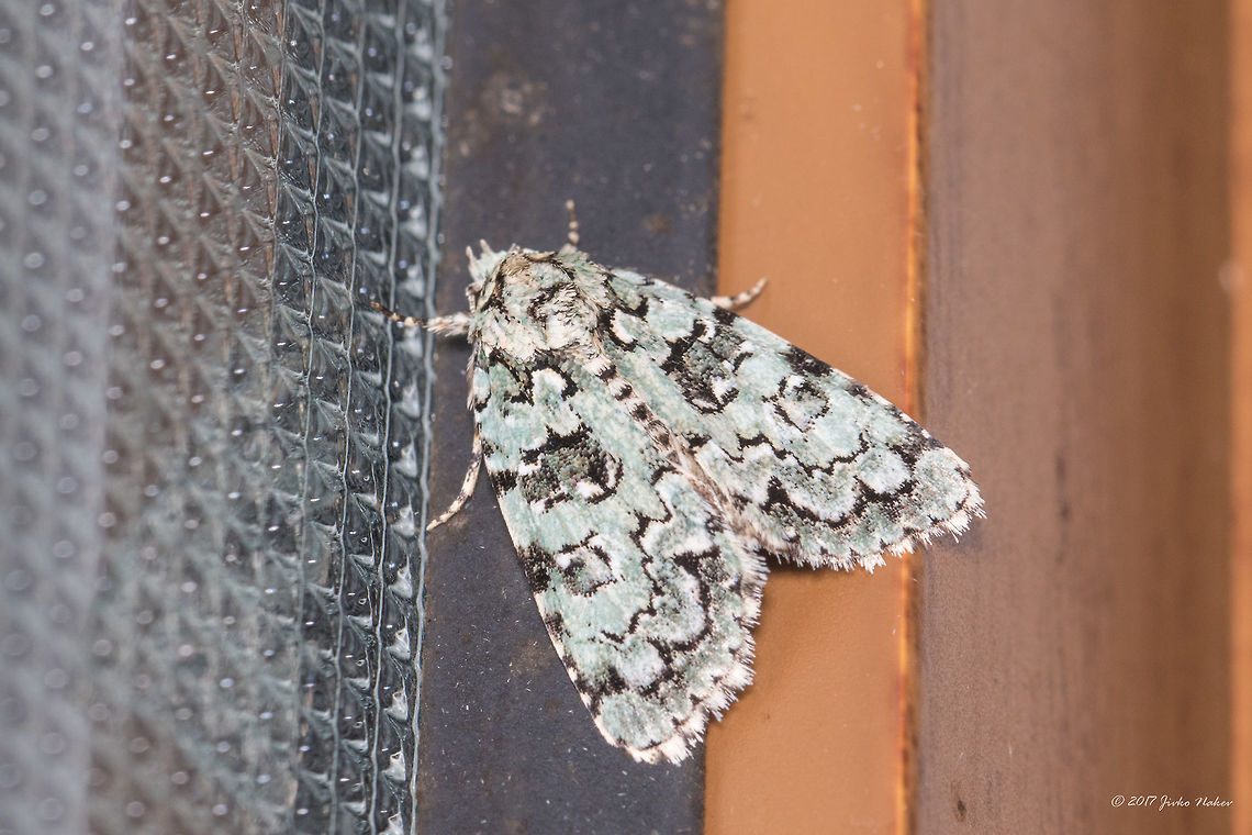 Marbled green - Cryphia muralis  Animal,Animalia,Arthropoda,Bulgaria,Cryphia muralis,Emen Protected Area,Emen canyon,Europe,Geotagged,Insect,Insecta,Lepidoptera,Marbled green,Moth Week 2018,Natura 2000,Nature,Negovanka river,Noctuidae,Owlet moth,Summer