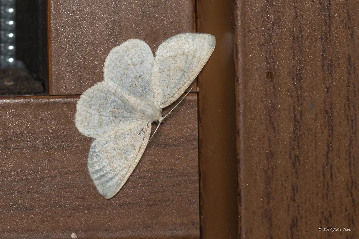 Common wave - Cabera exanthemata (Scopoli, 1763)  Animal,Animalia,Arthropoda,Bulgaria,Cabera exanthemata,Common wave,Emen Protected Area,Emen canyon,Europe,Geometer moth,Geometridae,Geotagged,Insect,Insecta,Lepidoptera,Moth Week 2018,Natura 2000,Nature,Negovanka river,Summer
