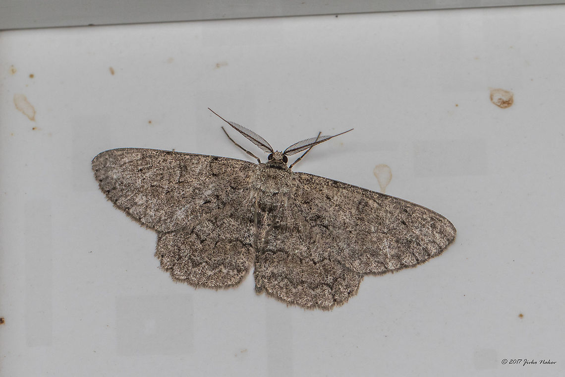 Pale oak beauty - Hypomecis punctinalis Attracted by the night light. Animal,Animalia,Arthropoda,Bulgaria,Emen Protected Area,Emen canyon,Europe,Geometer moth,Geometridae,Geotagged,Hypomecis punctinalis,Insect,Insecta,Lepidoptera,Moth Week 2018,Natura 2000,Nature,Negovanka river,Pale oak beauty,Summer