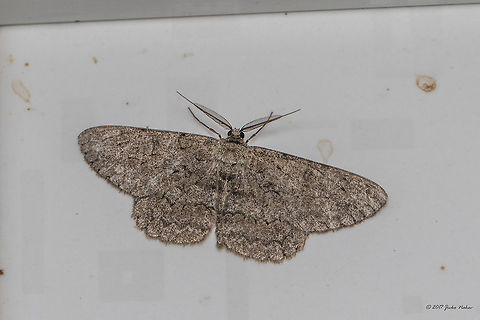Pale oak beauty - Hypomecis punctinalis Attracted by the night light. Animal,Animalia,Arthropoda,Bulgaria,Emen Protected Area,Emen canyon,Europe,Geometer moth,Geometridae,Geotagged,Hypomecis punctinalis,Insect,Insecta,Lepidoptera,Moth Week 2018,Natura 2000,Nature,Negovanka river,Pale oak beauty,Summer