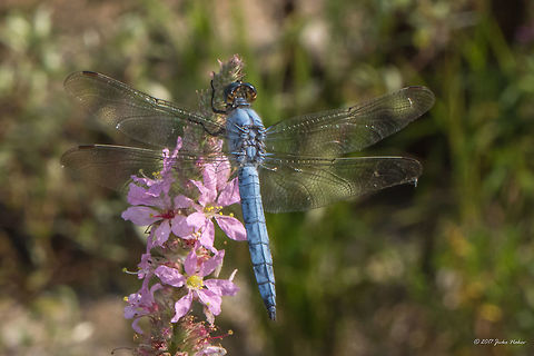 Southern skimmer male - Orthetrum brunneum https://www.jungledragon.com/image/53047/southern_skimmer_female_-_orthetrum_brunneum.html Animal,Animalia,Arthropoda,Bulgaria,Dragonfly,Emen Protected Area,Emen canyon,Europe,Insect,Insecta,Libellulidae,Natura 2000,Nature,Negovanka river,Odonata,Orthetrum brunneum,Skimmer,Southern skimmer,Summer,Veliko Tarnovo
