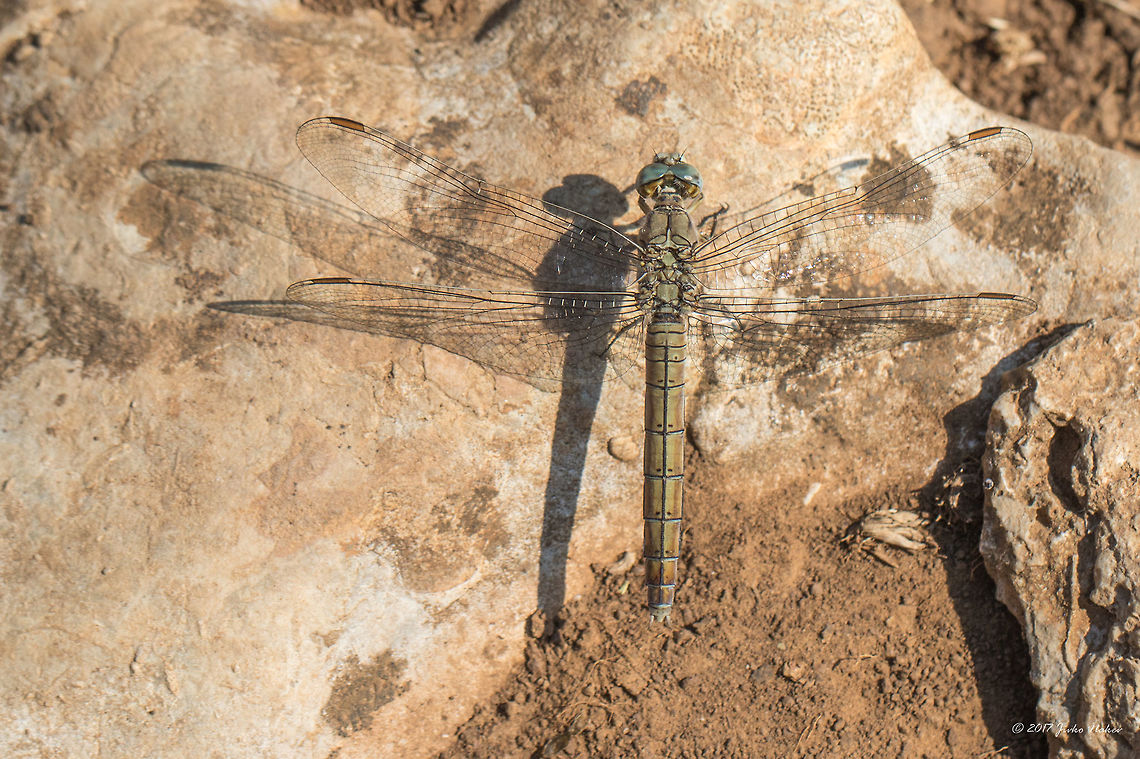Southern skimmer female - Orthetrum brunneum  Animal,Animalia,Arthropoda,Bulgaria,Dragonfly,Emen Protected Area,Emen canyon,Europe,Insect,Insecta,Libellulidae,Natura 2000,Nature,Negovanka river,Odonata,Orthetrum brunneum,Skimmer,Southern skimmer,Summer,Veliko Tarnovo