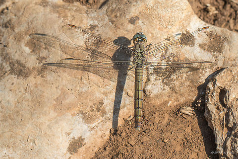 Southern skimmer female - Orthetrum brunneum  Animal,Animalia,Arthropoda,Bulgaria,Dragonfly,Emen Protected Area,Emen canyon,Europe,Insect,Insecta,Libellulidae,Natura 2000,Nature,Negovanka river,Odonata,Orthetrum brunneum,Skimmer,Southern skimmer,Summer,Veliko Tarnovo