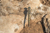 Southern skimmer female - Orthetrum brunneum  Animal,Animalia,Arthropoda,Bulgaria,Dragonfly,Emen Protected Area,Emen canyon,Europe,Insect,Insecta,Libellulidae,Natura 2000,Nature,Negovanka river,Odonata,Orthetrum brunneum,Skimmer,Southern skimmer,Summer,Veliko Tarnovo