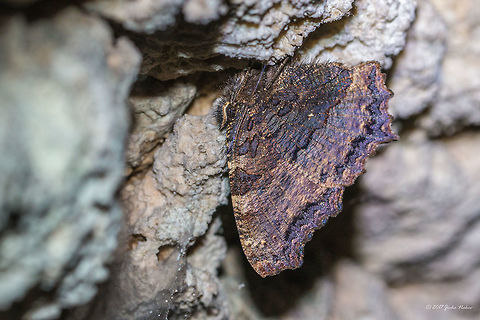 Large tortoiseshell - Nymphalis polychloros Spotted couple of this butterfly hanging, hibernating, in the Emen's cave in a small gallery not far away from the entrance. Animal,Animalia,Arthropoda,Blackleg tortoiseshell,Brush-footed butterfly,Bulgaria,Emen Protected Area,Emen canyon,Europe,Insect,Insecta,Large Tortoiseshell,Large tortoiseshell,Lepidoptera,Natura 2000,Nature,Negovanka river,Nymphalidae,Nymphalis polychloros,Summer