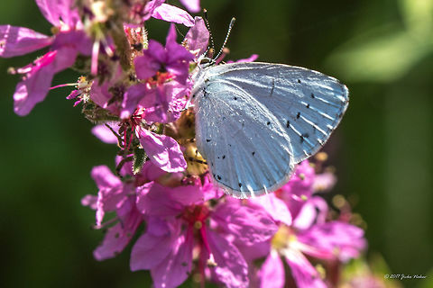 Holly blue - Celastrina argiolus  Animal,Animalia,Arthropoda,Bulgaria,Celastrina argiolus,Emen Protected Area,Emen canyon,Europe,Geotagged,Holly Blue,Holly blue,Insect,Insecta,Lepidoptera,Lycaenidae,Natura 2000,Nature,Negovanka river,Summer,Veliko Tarnovo