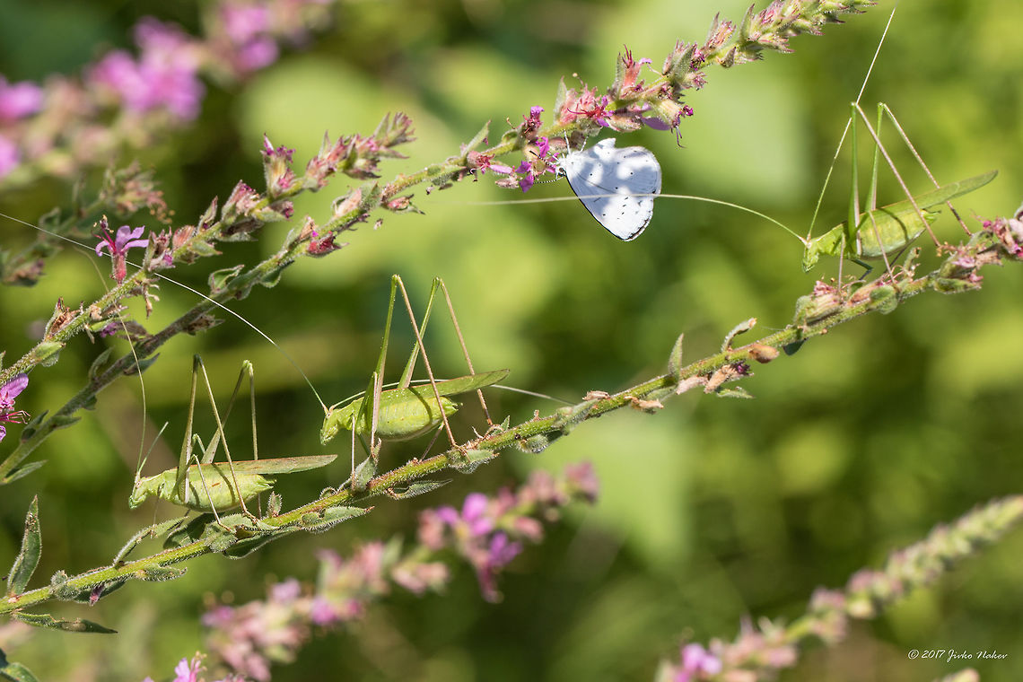 Male Lily bush-crickets in a row - Tylopsis lilifolia  Animal,Animalia,Arthropoda,Bulgaria,Emen Protected Area,Emen canyon,Europe,Geotagged,Insect,Insecta,Lily bush-cricket,Natura 2000,Nature,Negovanka river,Orthoptera,Phaneropteridae,Summer,Tylopsis lilifolia,Veliko Tarnovo,Wildlife