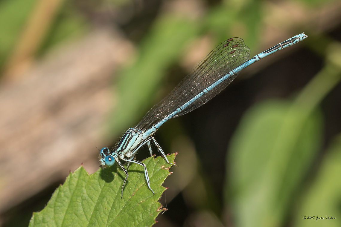 Male Blue featherleg - Platycnemis pennipes  Animal,Animalia,Arthropoda,Blue featherleg,Bulgaria,Damselfly,Emen Protected Area,Emen canyon,Europe,Insect,Insecta,Natura 2000,Nature,Negovanka river,Odonata,Platycnemididae,Platycnemis pennipes,Summer,Veliko Tarnovo,White-legged Damselfly