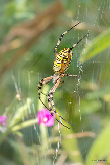 Wasp spider - Argiope bruennichi  Animal,Animalia,Arachnida,Araneae,Araneidae,Argiope bruennichi,Arthropoda,Bulgaria,Emen Protected Area,Emen canyon,Europe,Geotagged,Natura 2000,Nature,Negovanka river,Orb-weaver,Summer,Veliko Tarnovo,Wasp spider,Wildlife